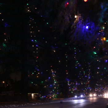 Christmas Tree Lane, Altadena - huge deodar cedars with Christmas lights on at night with cars driving by